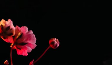 Çiçek açan arka plan pembe siyah ayna.