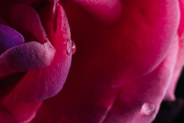 Çiçekli makro mavi mor neon gül yaprakları yakın plan