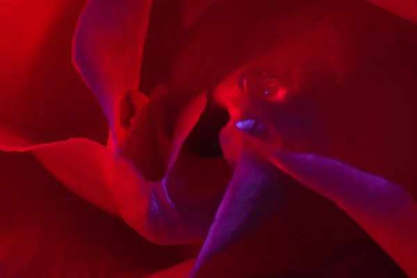 Makro çiçek arkaplan gül goncası yakın plan — Stok fotoğraf