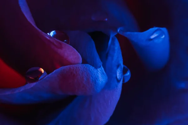 花マクロ青紫ネオンバラの花びらが — ストック写真