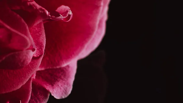 Rose Makroblume rosa Blütenblätter Wassertröpfchen — Stockfoto