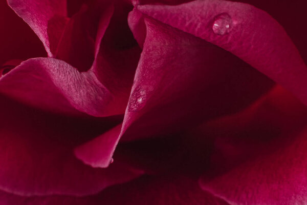 Morning dew. Nature beauty. Macro flower background. Pink rose petals with water droplets on black