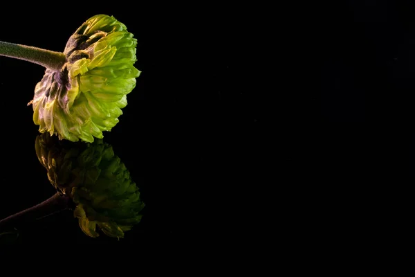 花アート最小限花の背景緑黒 — ストック写真