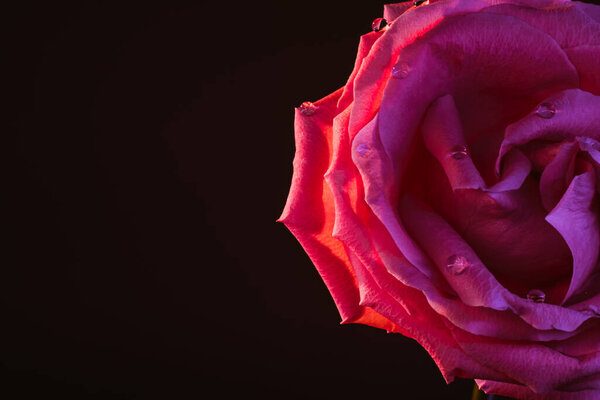 Macro flower background. Rose bud closeup. Neon pink petals swirl