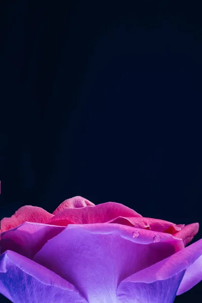 Macro floral rosa lila neón rosa pétalos primer plano —  Fotos de Stock