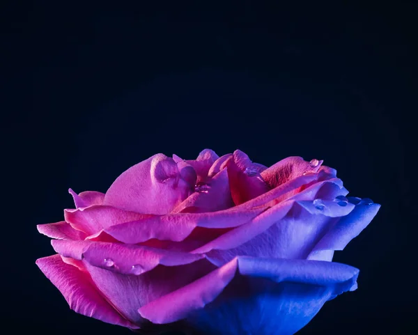 Rosa macro flor rosa pétalos gotitas de agua —  Fotos de Stock