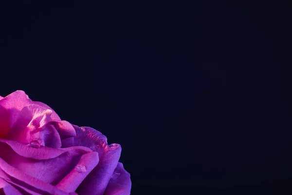 Mañana rocío macro flor fondo rosa —  Fotos de Stock
