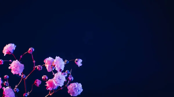Flor flor fondo neón rosa azul negro —  Fotos de Stock