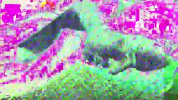 Glitch Effekt Dansande Kvinna Digitalt Ljud Färgglada Rosa Grön Dam — Stockvideo