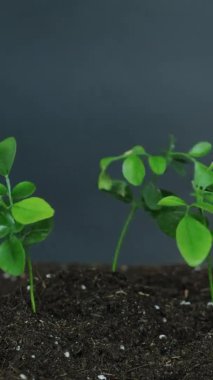 Tohum ekin. Dünya Günü. Ekin yetiştiriciliği. Genç yeşil fidan yaprakları rüzgarda sallanıyor verimli topraklarda yetişiyor karanlık fırtınada gökyüzü arka planında. Dikey video.