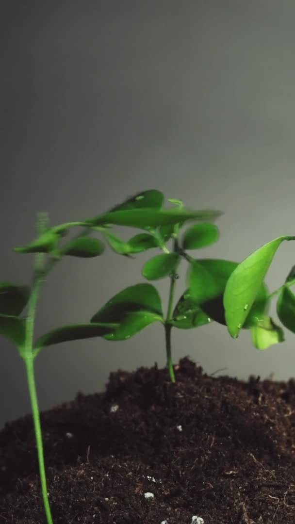 Plant Regen Natuur Frisheid Milieuduurzaamheid Water Druppels Besprenkelen Jonge Groene — Stockvideo