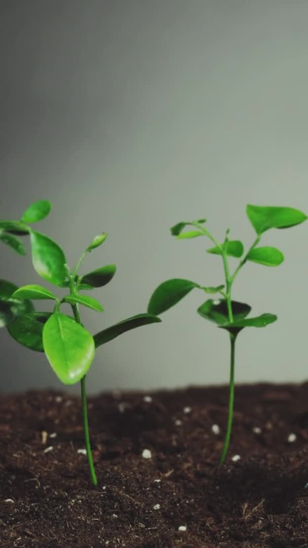 Crecimiento Plántulas Planta Ecológica Tierra Sostenible Joven Árbol Verde Hojas — Vídeo de stock