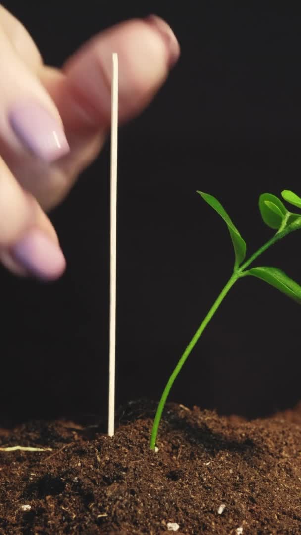 지구의 정원가꾸기 암컷들 이손으로 묘목을 놓는다 — 비디오