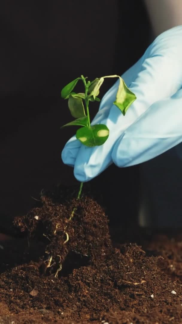 Pflanzenbau Nachhaltigkeit Der Natur Umweltschutz Hände Handschuhen Graben Verblichene Baumsetzlinge — Stockvideo