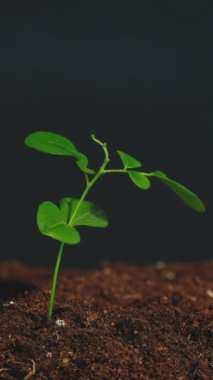 Yeşil bitki büyümesi. Yeni bir hayat. Doğa kırılganlığı. Genç yeşil filizlenen yapraklar rüzgarda savruluyor, verimli topraklarda, karanlık serbest alan arka planında büyüyor. Dikey video.