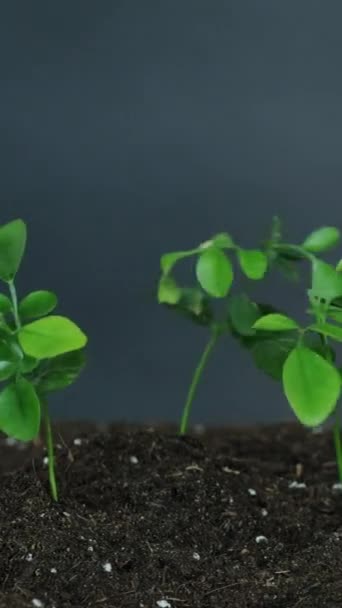 Planta Plántulas Día Tierra Cultivo Hojas Verdes Jóvenes Que Balancean — Vídeo de stock