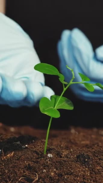 Wzrost Roślin Płodność Gleby Eko Ogrodnictwo Ochrona Przyrody Ręce Rękawiczkach — Wideo stockowe