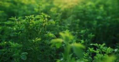 Yeşil bahar doğası. Lucerne yiyecek mahsulü. Tarım alanı. Alfalfa bitkisi, altın bokeh güneş ışığı merceğinde yetişiyor. Kızıl Sinema Kamerası 'nın odak noktasındaki çayır ışığını dağıtıyor..