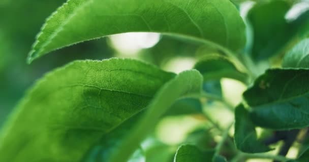 緑の葉 夏の自然 緑豊かな庭の植物 リンゴの木の枝のマクロは Redシネマカメラで撮影されたボケの太陽の下で落ち着いた動き — ストック動画