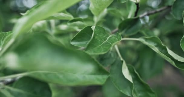 Green Tree Leaves Summer Nature Plant Growth Closeup Fresh Apple — Vídeos de Stock