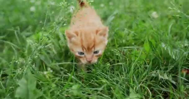 Kocie Życie Zwierzęca Przygoda Zwierzęca Natura Ciekawski Pewny Siebie Słodkie — Wideo stockowe