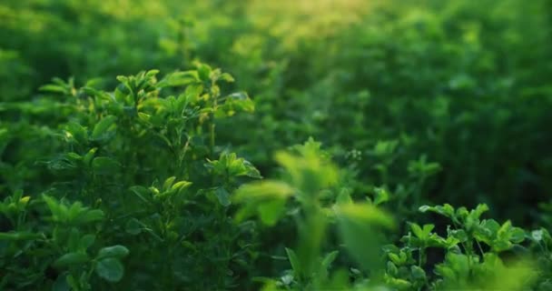 緑の春の自然 ルツェルンの飼料作物 農業分野 黄金のボケに成長するアルファルファ植物太陽のレンズフレア焦点を当てた牧草地の背景は Redシネマカメラで撮影 — ストック動画