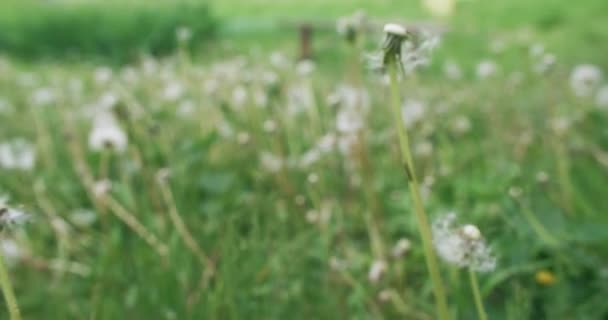 Nature Meadow Summer Wild Flowers Floral Field White Dandelion Taraxacum — ストック動画