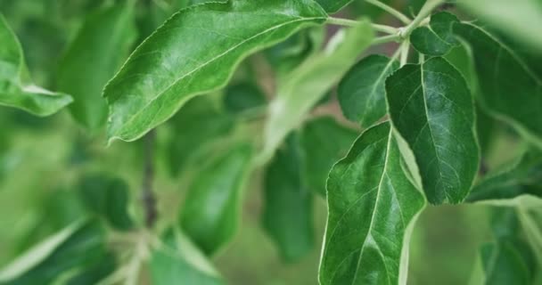 庭の葉 穏やかな夏の自然 生態系だ リンゴの木の閉鎖緑の葉風に揺れる上に焦点を当てた背景ショットでRed Cinemaカメラ — ストック動画