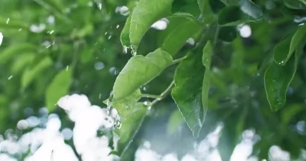 Wiosenny Deszcz Mokre Liście Podlewanie Roślin Zbliżenie Kropli Spadających Zielone — Wideo stockowe