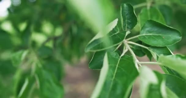Сире Листя Зелена Природа Літній Сад Покриття Листя Яблуні Листя — стокове відео