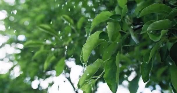 Green Foliage Raindrops Summer Rain Nature Melancholy Closeup Water Drops — Vídeo de Stock