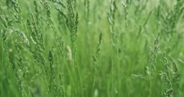 Yaz otlağı. Yeşil çimenler. Doğa güzelliği. Bluegrass poa 'nın yakın plan görüntüsü, rüzgarda sallanıyor. Kızıl Sinema Kamerası' nın arka plan bulanık görüntüsü..