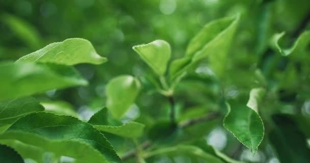Spring Green Leaves Nature Park Environment Harmony Closeup Fresh Apple — ストック動画