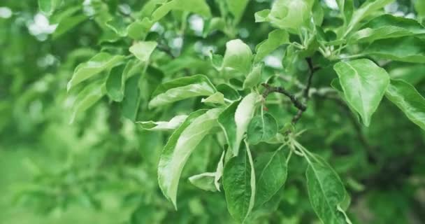 Green Summer Foliage Garden Nature Environment Ecology Apple Tree Leaves — 图库视频影像