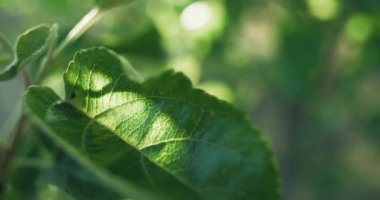 Green foliage. Morning nature. Peaceful forest environment. Closeup of spring apple tree leaves on defocused sun rays bokeh light background shot on RED Cinema camera.