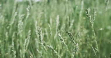 Spring meadow grass. Nature field. Peaceful scenery. Green poa annua bluegrass swaying in wind on golden bokeh light blur background shot on RED Cinema camera.