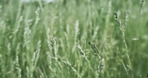Voorjaarsgras Natuurveld Vreedzame Omgeving Groen Poa Annua Bluegrass Zwaaien Wind — Stockvideo