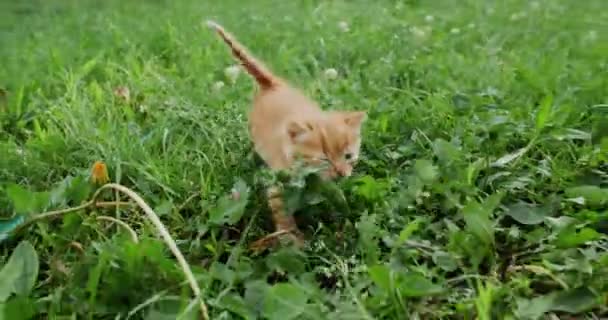 Kitten Walk Feline Lifestyle Pet Nature Animal Freedom Adorable Stray — Vídeo de Stock