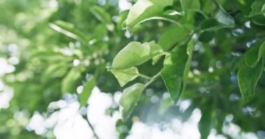 Yaz yeşili yapraklar. Güneşli bir yeşillik. Sabah doğası. Elma ağaçlarının yaklaşması Bokeh 'te rüzgarda sallanıyor. Arka plan bulanık. Kızıl Sinema Kamerasında..