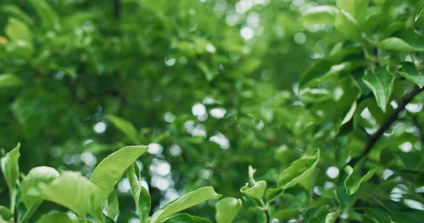 Fundo Natureza Folhagem Verde Conservação Florestal Verão Exuberante Macieira Folhas — Fotografia de Stock