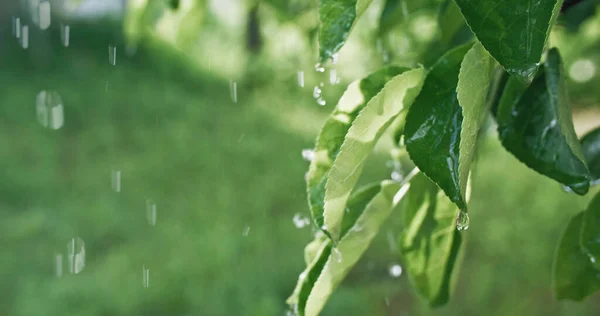 Green Foliage Raindrops Spring Rain Nature Melancholy Closeup Water Drops — Stock Fotó