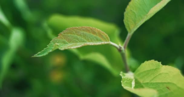 Spring Leaves Green Foliage Nature Harmony Plant Growth Closeup Apple — Wideo stockowe