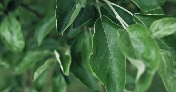 Antecedentes Folhagem Folhas Verdes Reserva Natural Macro Ramo Macieira Balançando — Vídeo de Stock