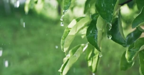 Summer Rain Fresh Green Leaves Nature Beauty Clear Water Drops — ストック動画