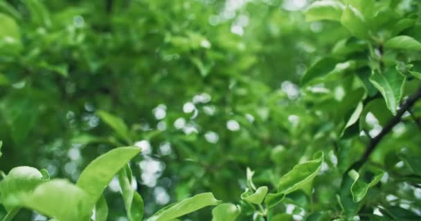 Fundo Natureza Folhagem Verde Conservação Florestal Verão Macieira Folhas Balançando — Vídeo de Stock