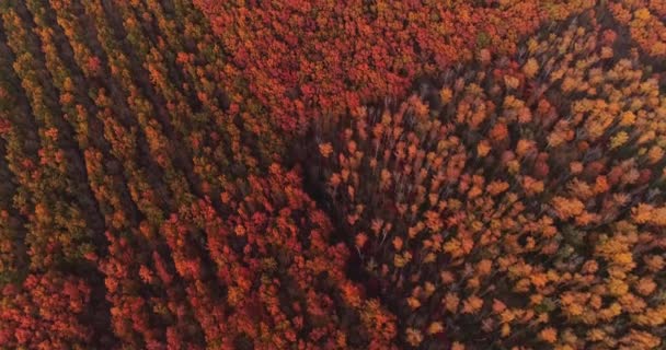 Fall Landscape Aerial View Autumn Forest Nature Panorama Colorful Foliage — Stock Video