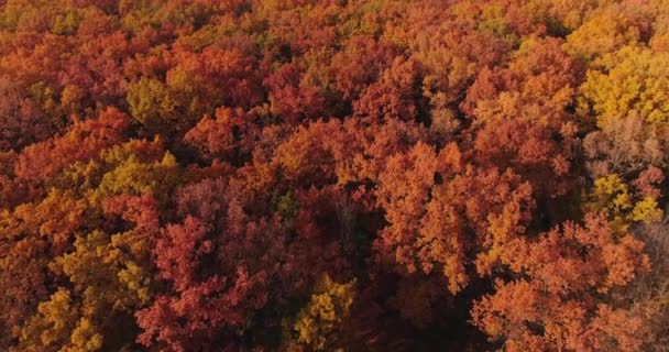 Autumn Forest Aerial View Fall Nature Colorful Foliage Texture Bright — 图库视频影像