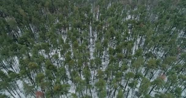 Winter Forest Aerial View Nature Scenery Countryside Beauty Cold Weather — Stock videók