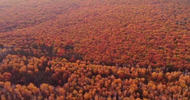 Autumn Landscape Drone Shot Fall Woods Nature Scenery October Colors — стоковое видео