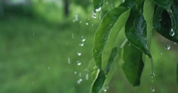 Garden Rain Summer Freshness Nature Weather Closeup Water Drops Falling — Vídeo de Stock